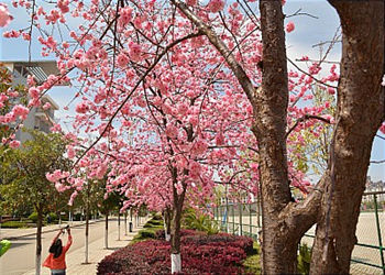 云南能源职业技术学院2019年五年制最新专业