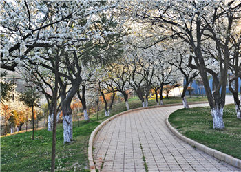 云南农业职业技术学院五年制大专2022年报名步骤(图1)